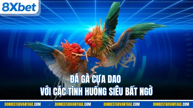 Đá gà cựa dao với các tình huống siêu bất ngờ
