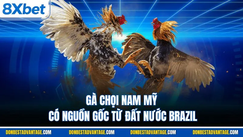Gà chọi Nam Mỹ có nguồn gốc từ đất nước Brazil