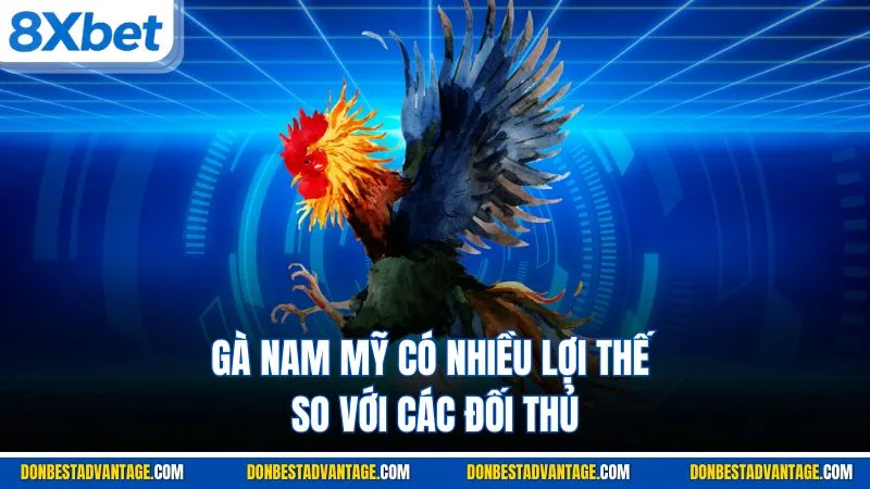 Gà Nam Mỹ có nhiều lợi thế so với các đối thủ