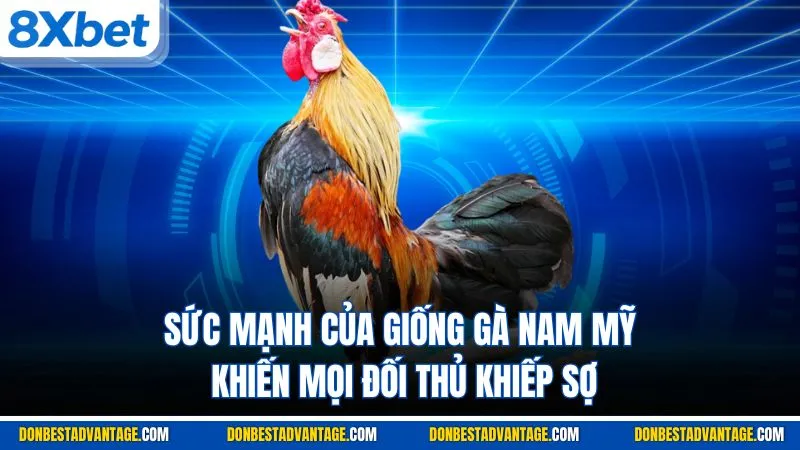 Sức mạnh của giống gà Nam Mỹ khiến mọi đối thủ khiếp sợ